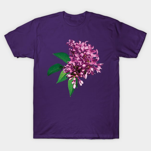 Lilacs - Pink Lilac Clusters T-Shirt by SusanSavad